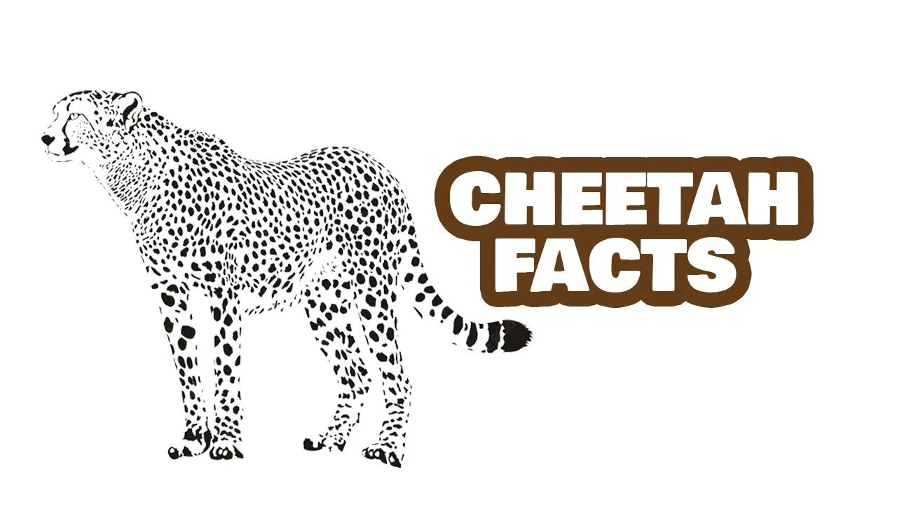 Cheetah: The Sports Car of the Savannah!