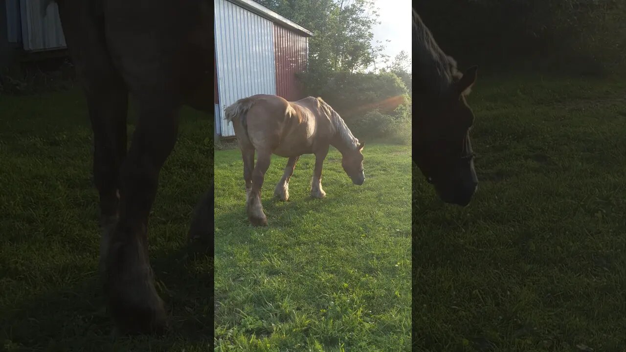 enjoying the sunshine #animals #horse #country #Shorts