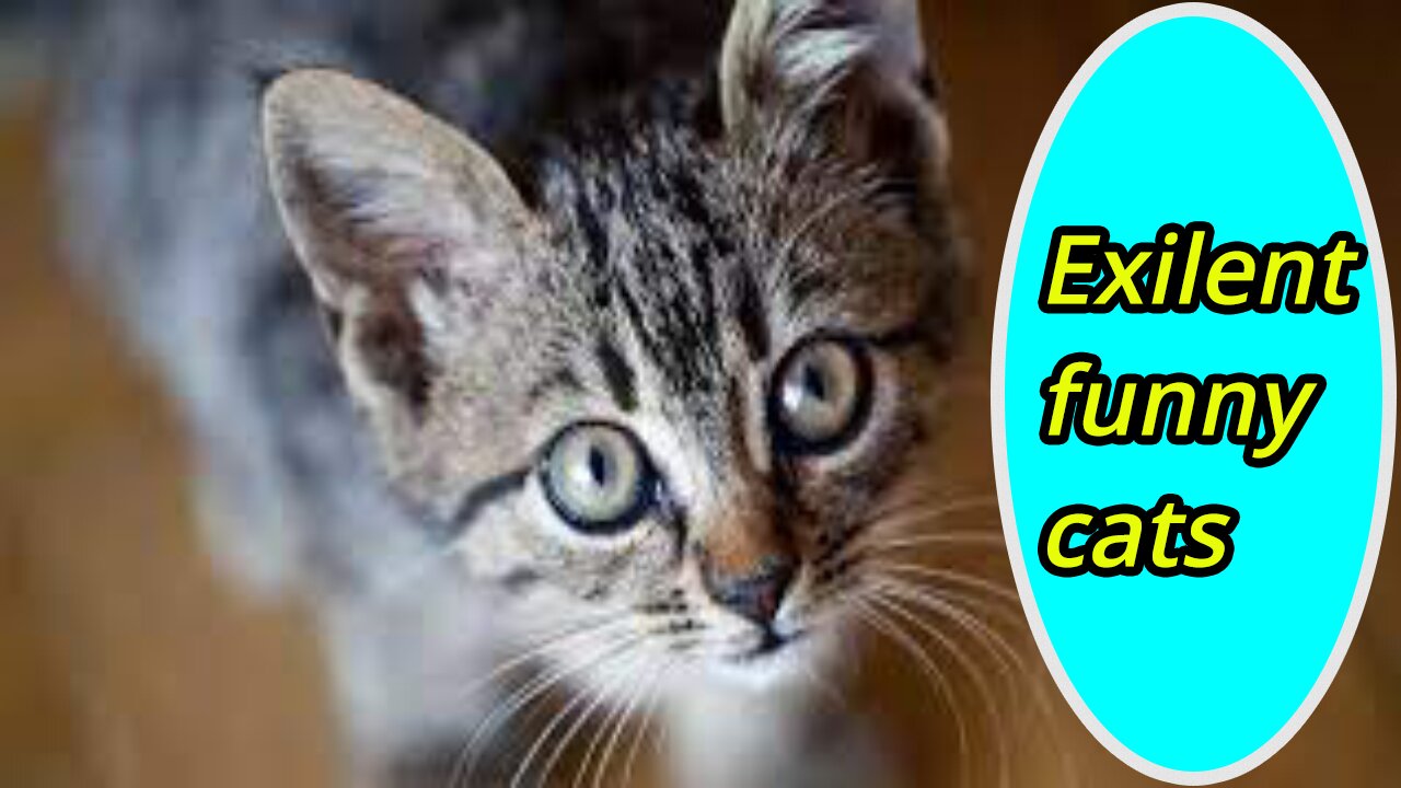 Baby Cats - Cute and Funny Cat Videos Compilation Aww Animals