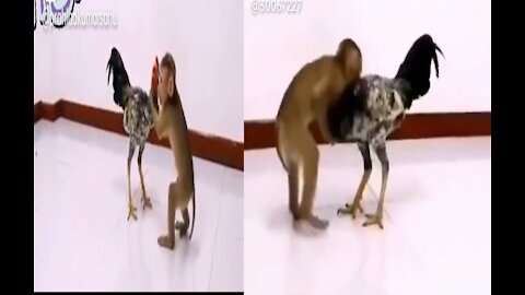 WWE - Wrestling Fighting Is Monkey v/s Hen