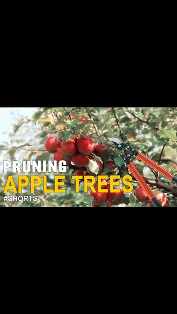 How to Prune and Apple Tree #SHORTS