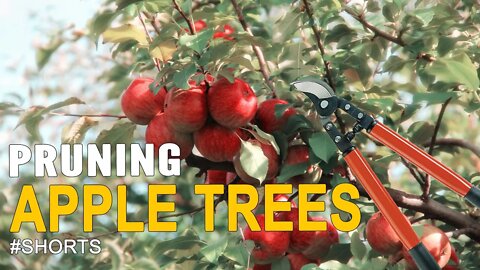 How to Prune and Apple Tree #SHORTS