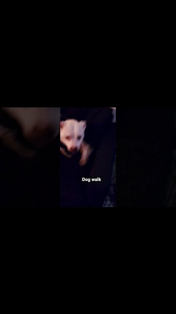 When you're stuck at work on travel and your dog misses you