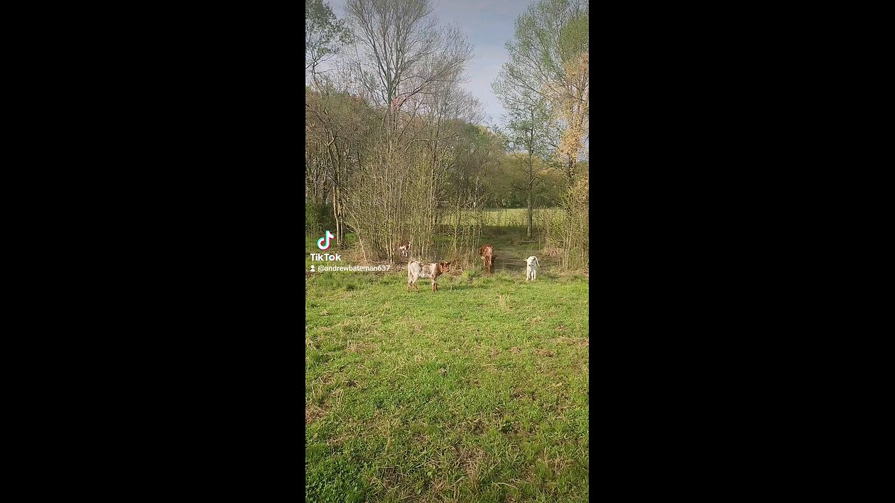 Baby calves and big sister.