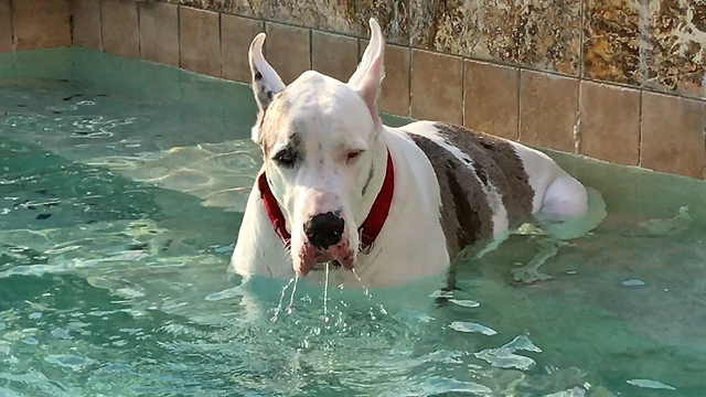 Great Dane Enjoys Pool Dipping and Sipping