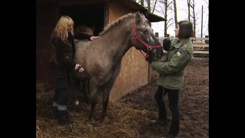 Polish Horse Sanctuary