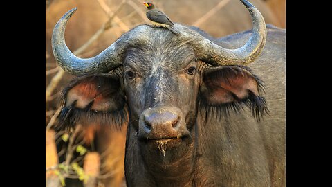 Lucky Buffalo escapes the crocodile