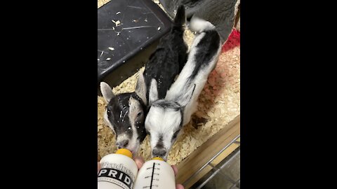 Baby goats playing FPF