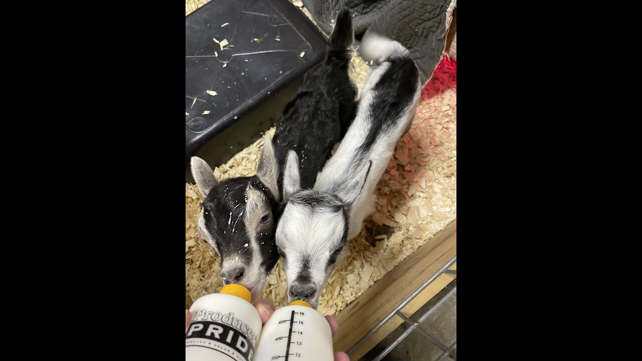 Baby goats playing FPF