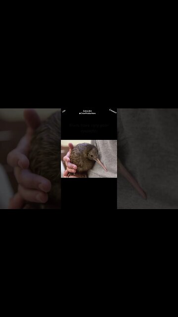 Kiwis are half blind #kiwi #shorts