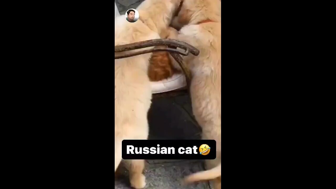 #Russian cat