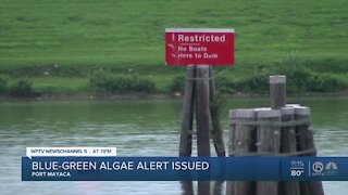 Lake Okeechobee toxin levels measure 16 times higher than what DEP recommends