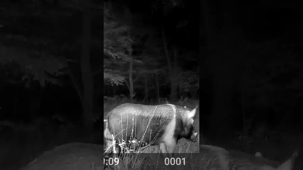 Can’t wait to get a night to chase down this big dude.