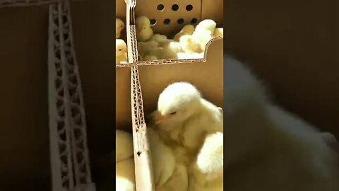 #babychicks #chicks #cornishcross #meatchickens #meatbirds #chickens #homesteading #farmanimals
