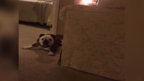 Adorable Dog Chases Perfume