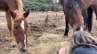 Befriending My Wild Mustangs: Part 1