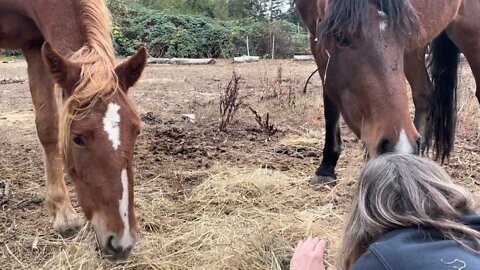 Befriending My Wild Mustangs: Part 1