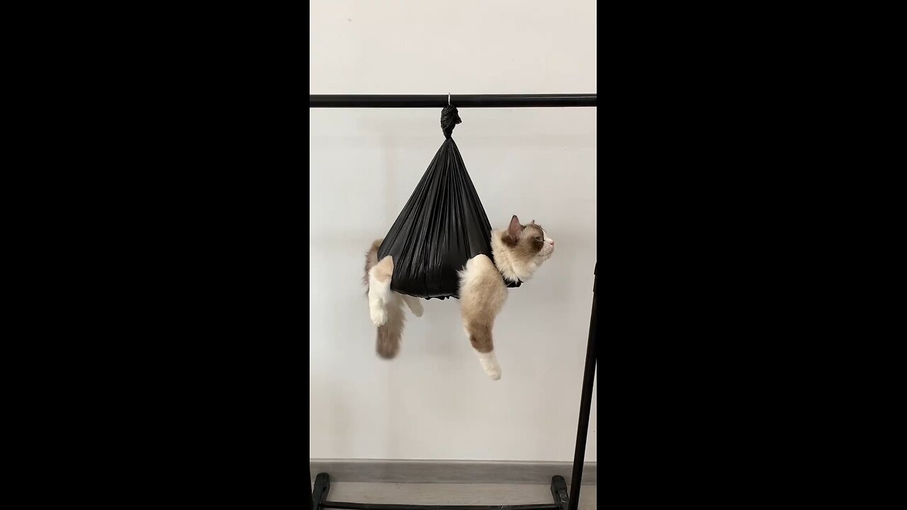 Cat Grooming Hammock with Safety Belt for Nail Clipping Grooming