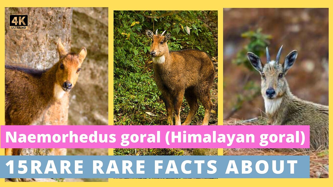 15 Fascinating Facts About Himalayan Gorals | Wildlife Documentary