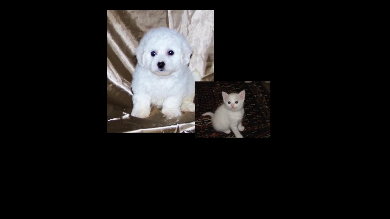 Adorable dog and kitten playing together