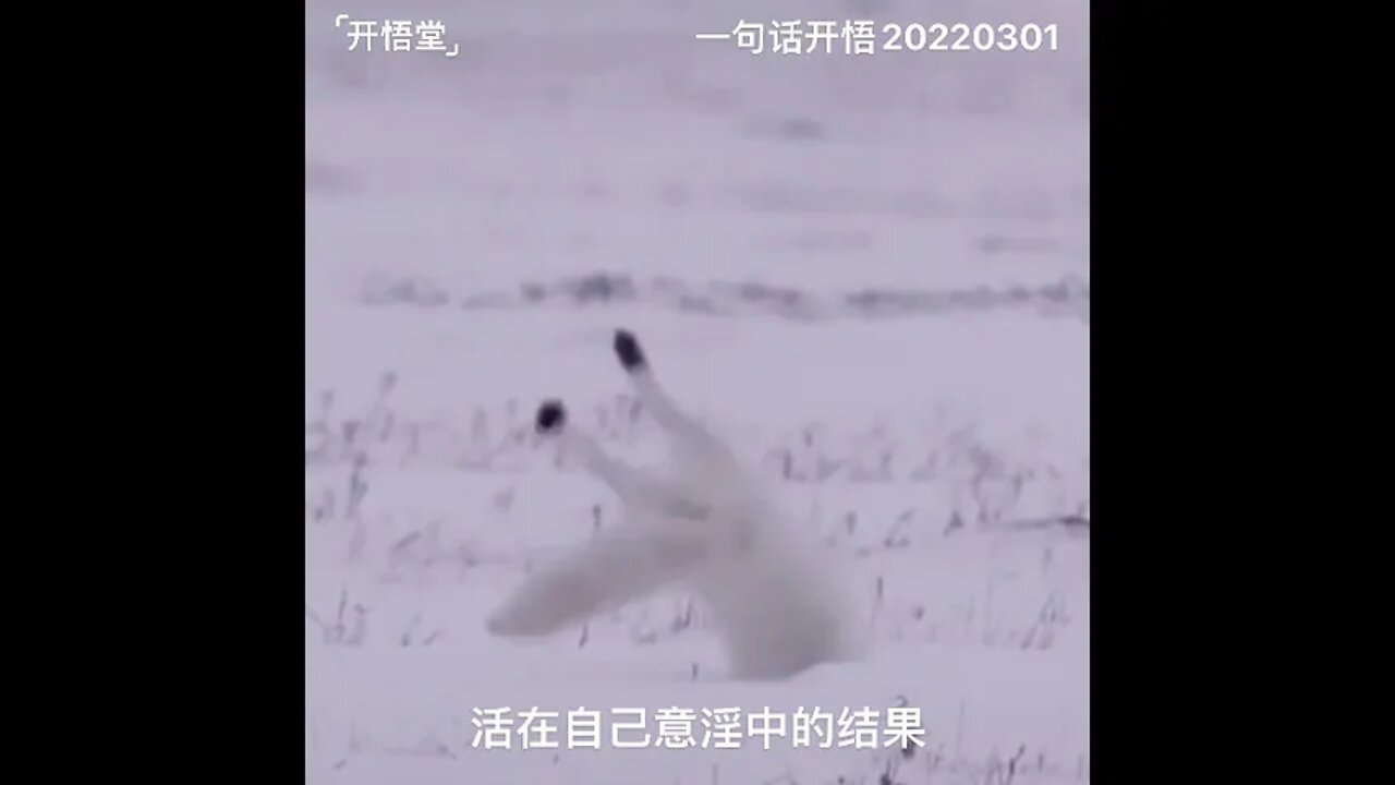 一句话开悟20220301