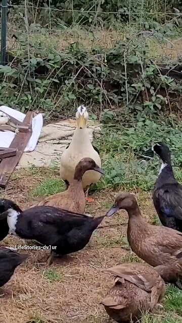 feral cat watching ducks #cat #ducks #shorts #short #wildlife