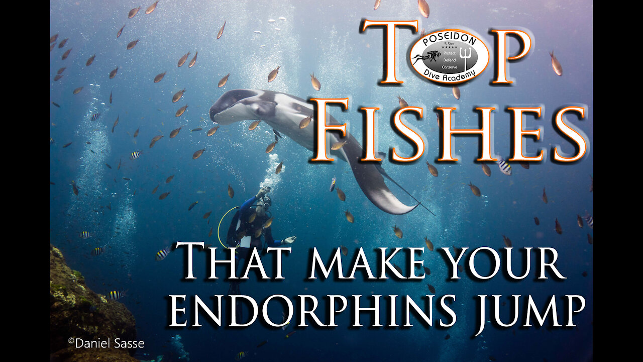 Top Fishes that make your Endorphins jump!