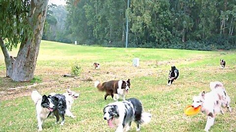 Dogs Playing Game In A Ground