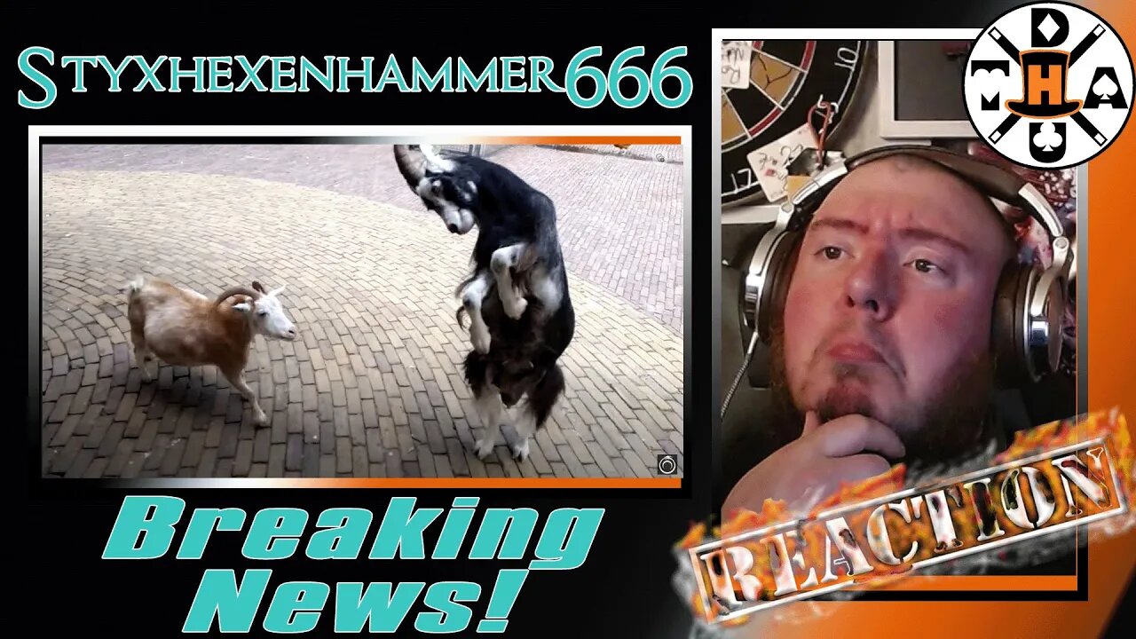 Hickory Reacts To Breaking News: Styxhexenhammer666 - Goat Showdown at the Kinderboerderij