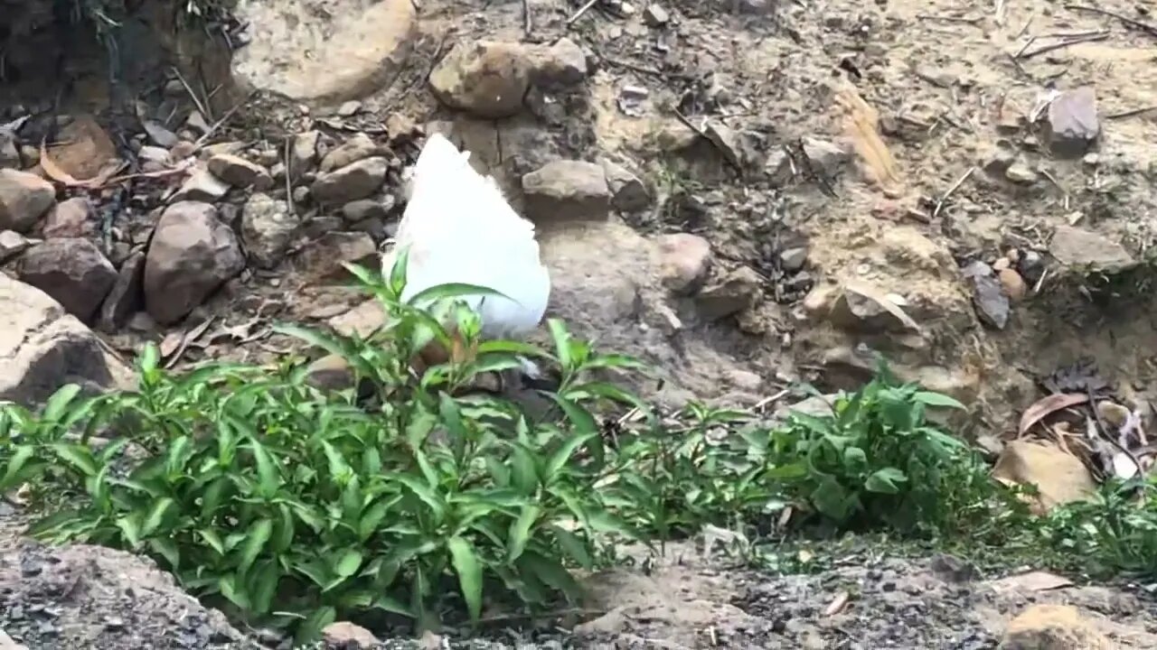 Goslings come running for dinner