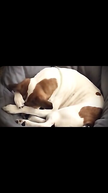 Miss Stella Washes Her Face 🛀 Before Breakfast 🍳