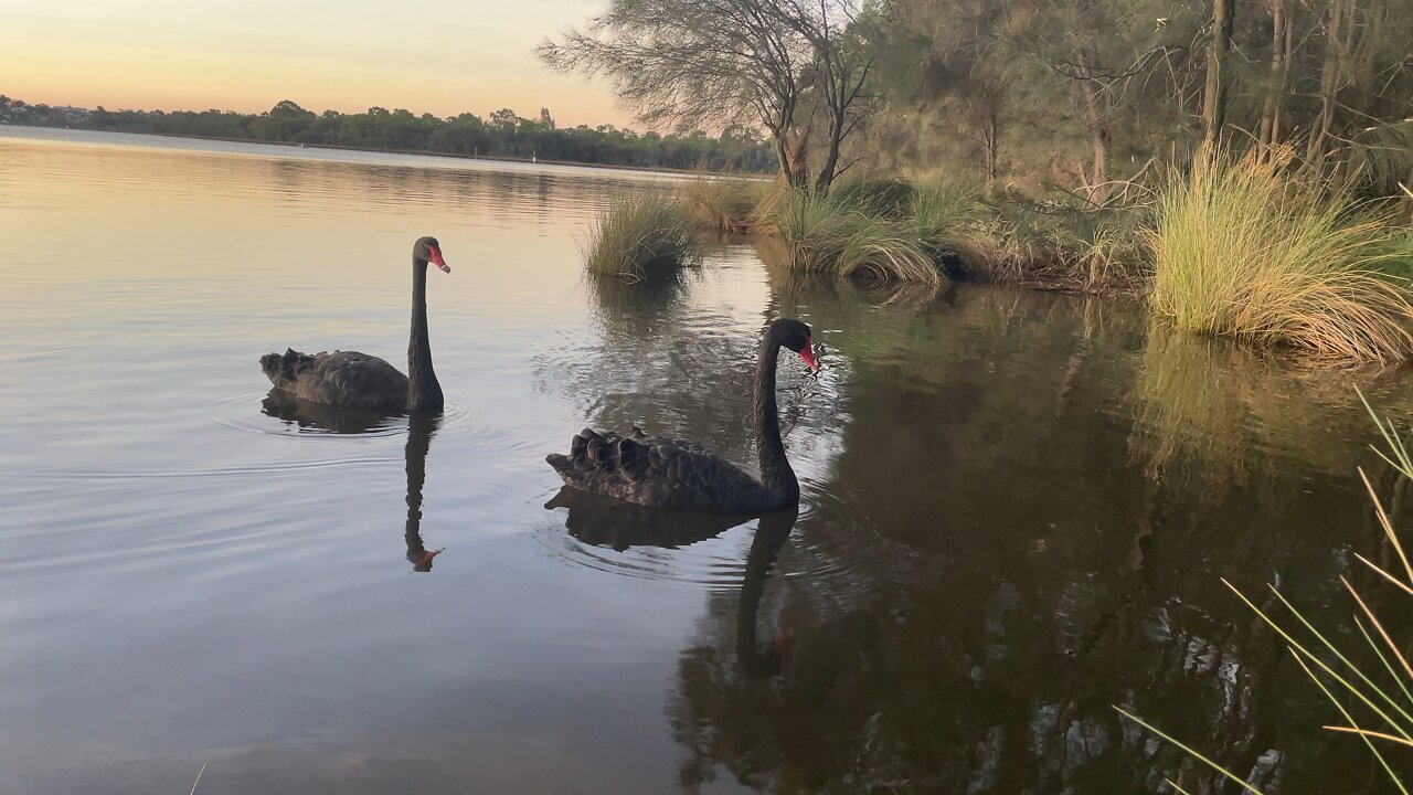 Black Swan Encounters