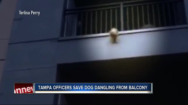 Dog rescued after three-story fall from balcony