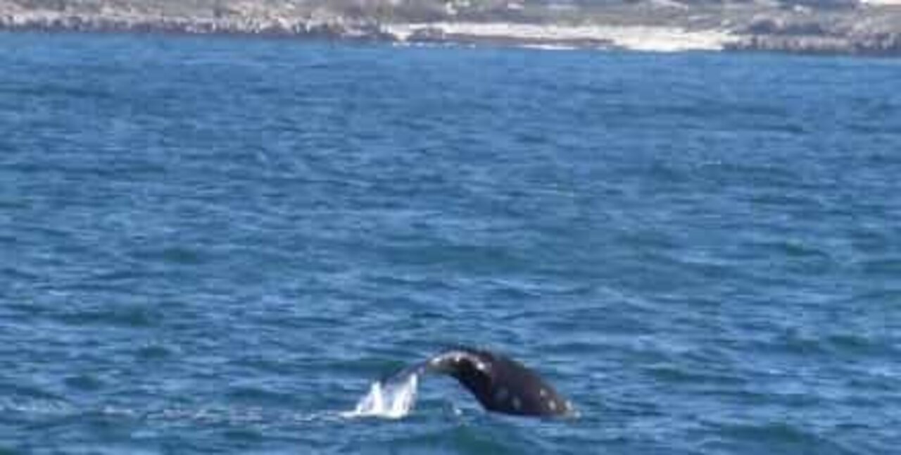 Migration: le spectacle des baleines grises et d'un lion de mer