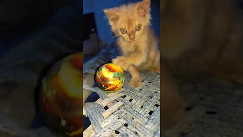 Cute Cats🐈‍⬛😘🥰#cats#cutecat#cutecatshorts#pets#cutepets#funnycats#viral#tiktok#viralvideo#funnycats
