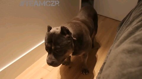 American bully is so smart