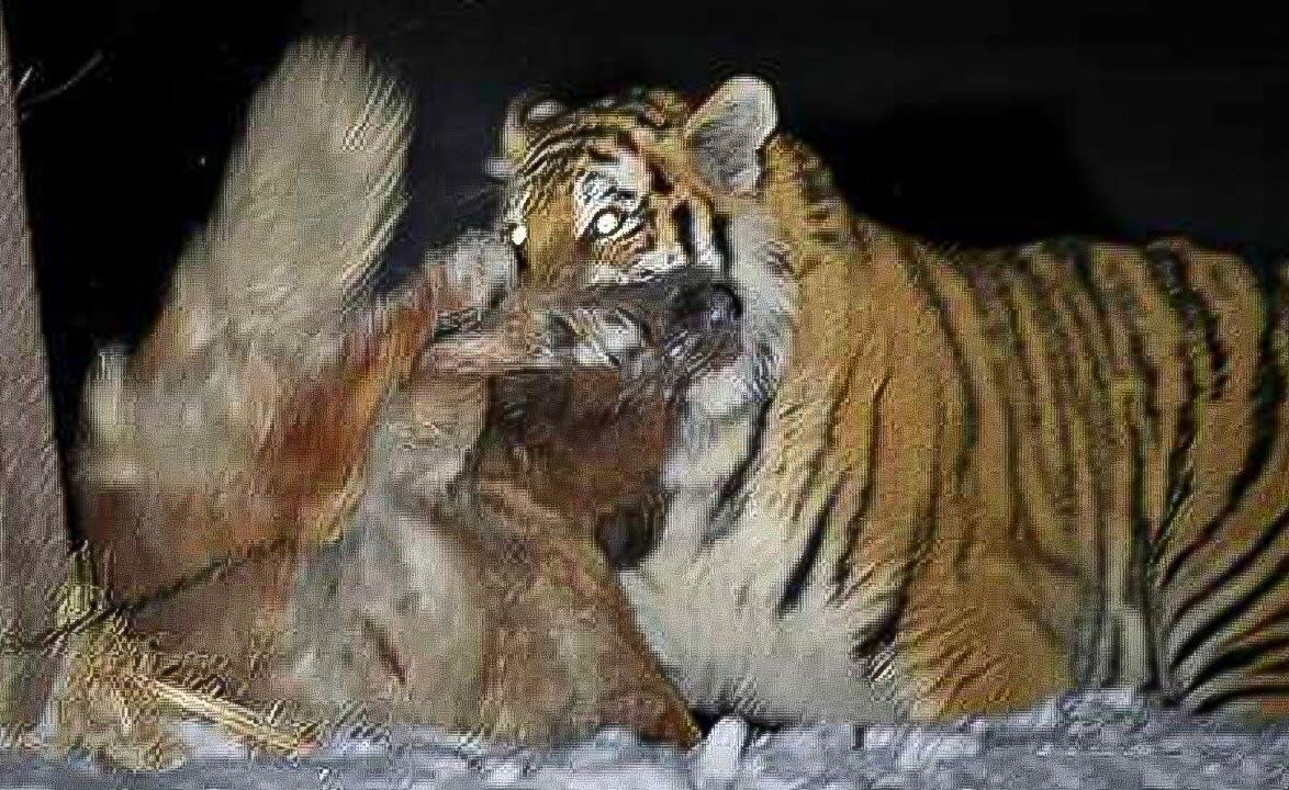 🐯 Tiger attacks dog 🐶