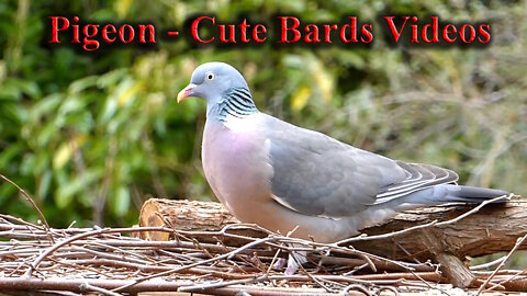 Pigeon - Cute Bards Videos