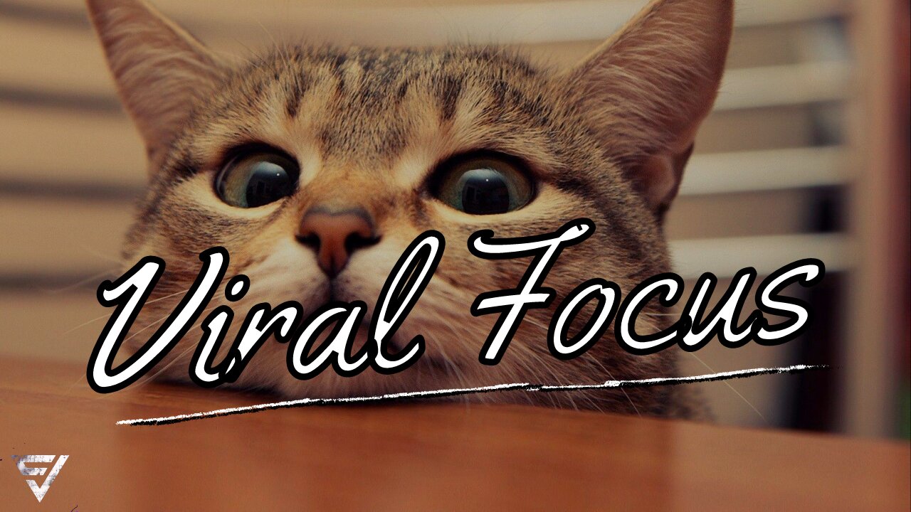 Funniest Viral Cats - Satisfying cute pets - Viral Focus (2021)