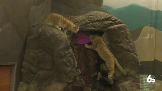 Zoo Boise offers valentine's day fun for people and animals alike