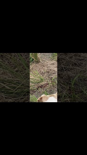 Dog finds deadly snake. 29/10/21