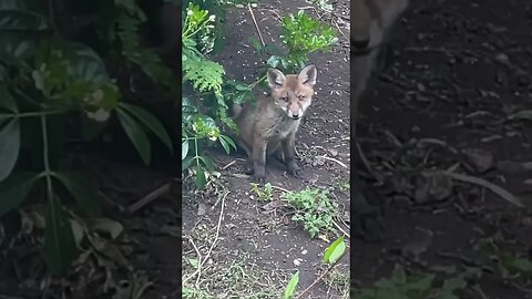 #foxesofinstagram #foxes #naturephotography #naturesounds