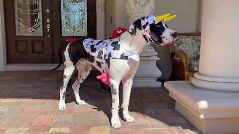 Shedding Great Dane shakes off his Halloween costume