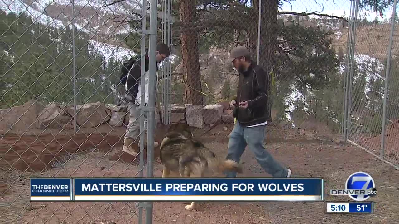 Veteran based non-profit taking in wolves at its Sedalia property as sanctuary closes