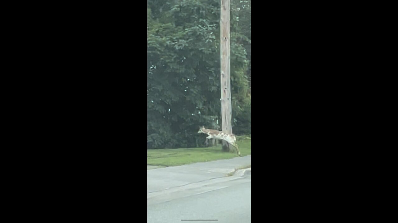 Rare Albino Deer in Sydney Mines on Cape Breton Island 2023