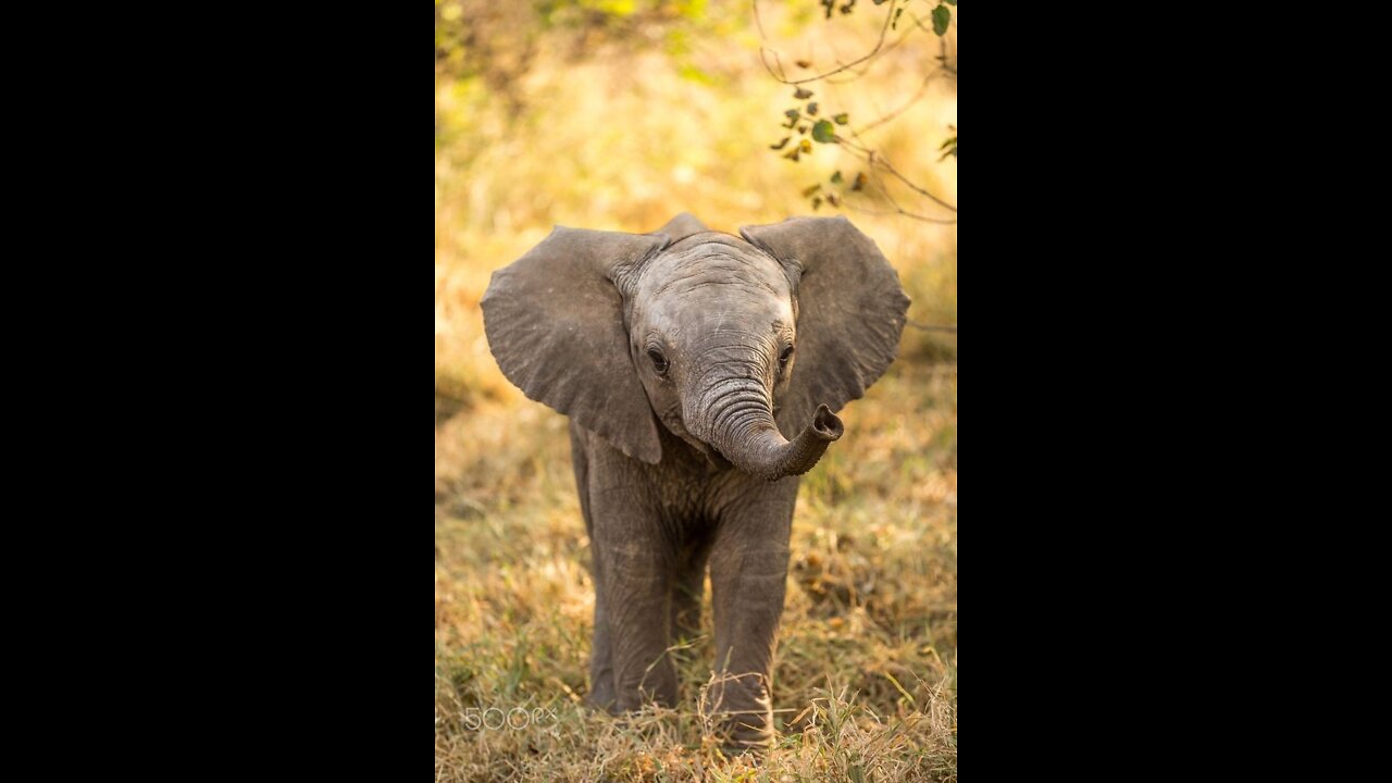 Animals: basic needs