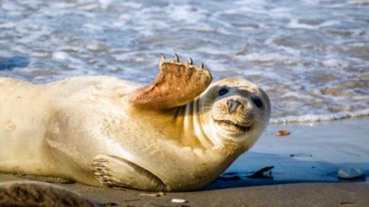 amaizingly cute and funny animals 2022