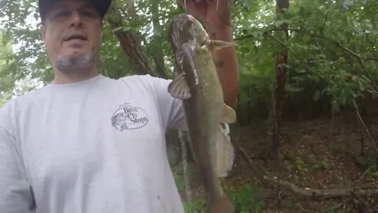 Feeding a mama Catfish some Chicken