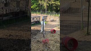 Sunday morning at the farm. #farmlife #farm #alpaca #goats #nigeriandwarf