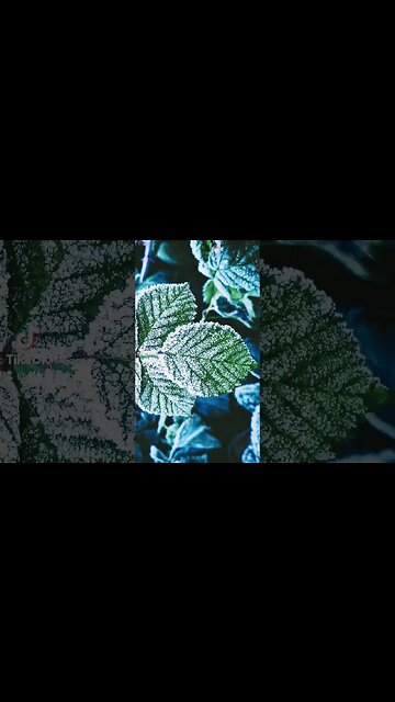 Love The Netherlands #nature #netherlands #naturephotography #nature_lovers #naturephotograph #nl